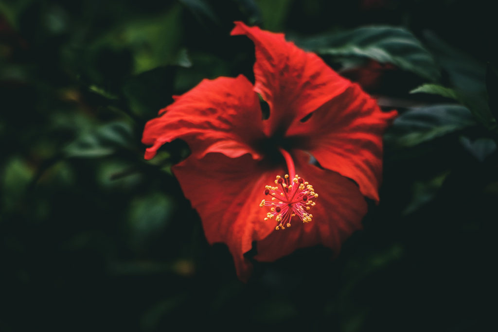 foto de Flores de Caléndula y Pétalos de Hibisco