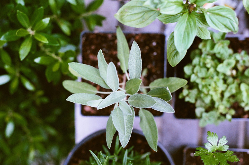 planta de salvia para pintar el cabello naturalmente