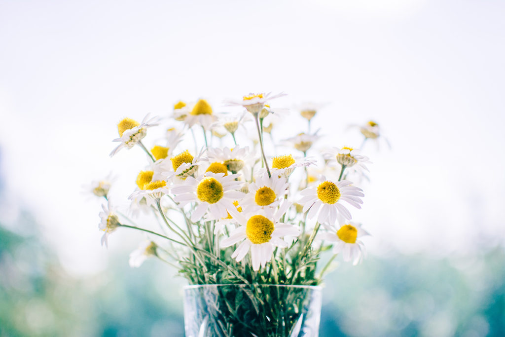 Foto de flores de manzanilla para pinta le cabello